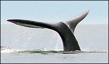 埃爾比斯開諾鯨魚保護區