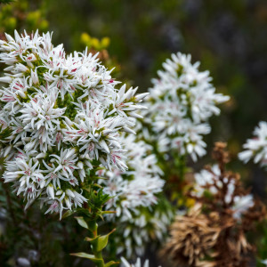Sprengelia propinqua