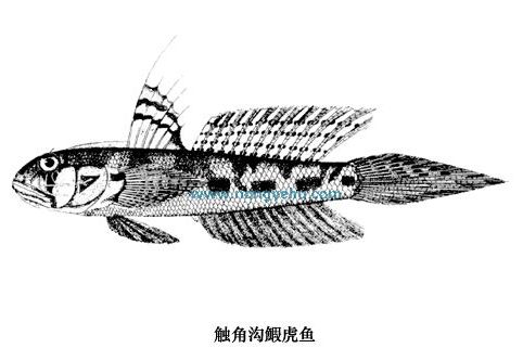 觸角溝鰕虎魚 觸角溝鰕虎魚
