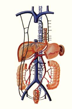 肝門靜脈與上下腔靜脈的吻合