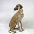北非獵犬 北非獵犬