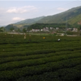 槐樹坪村(湖北省黃岡市英山縣草盤地鎮槐樹坪村) 槐樹坪村(湖北省黃岡市英山縣草盤地鎮槐樹坪村)