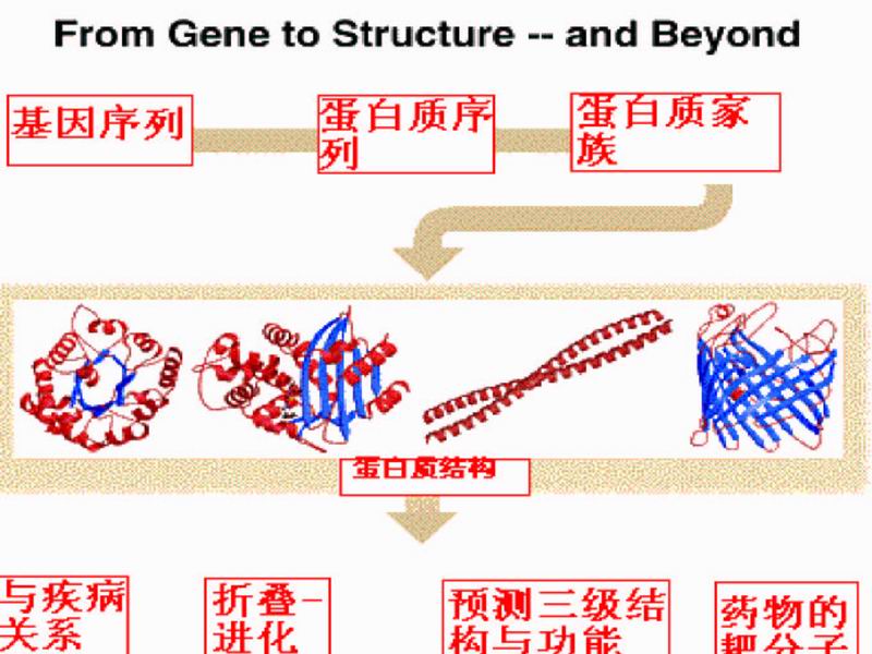 結構基因組學與蛋白摺疊
