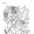 短蕊青藤 短蕊青藤
