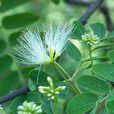 白花合歡 白花合歡