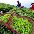 明前茶 明前茶