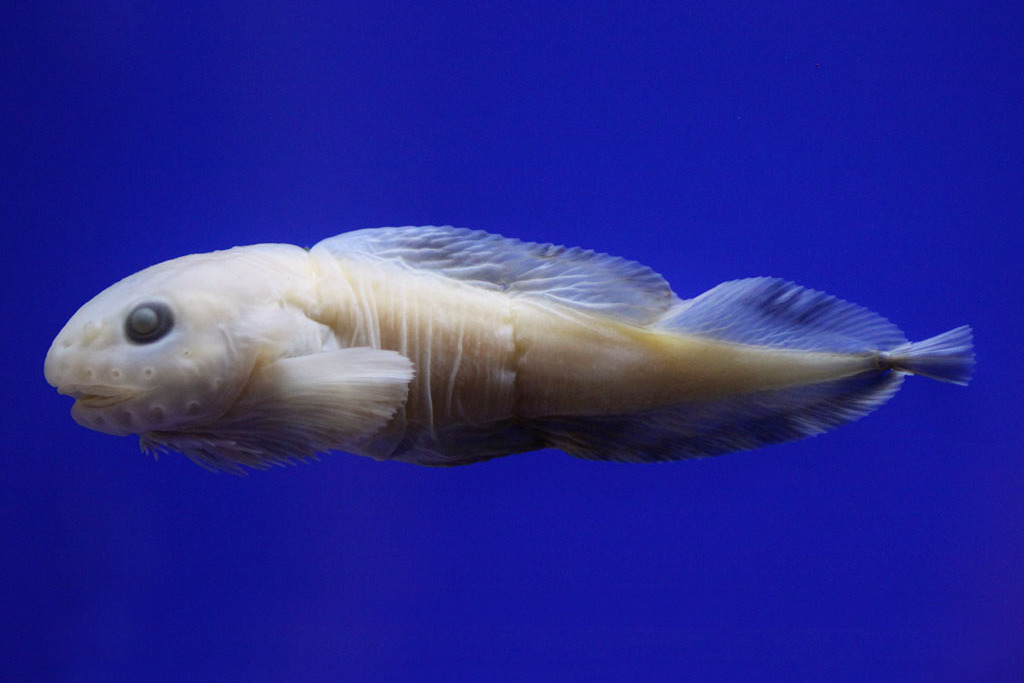 河北獅子魚 河北獅子魚