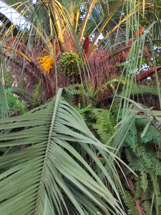 Butia microspadix
