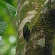 綠侏鸚鵡新漢諾瓦島亞種