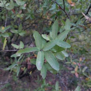 Quercus porphyrogenita