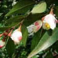 膜萼離蕊茶 膜萼離蕊茶