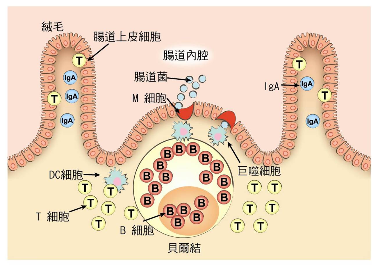 免疫球蛋白A