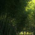 黟縣木坑竹海(木坑竹海) 黟縣木坑竹海(木坑竹海)