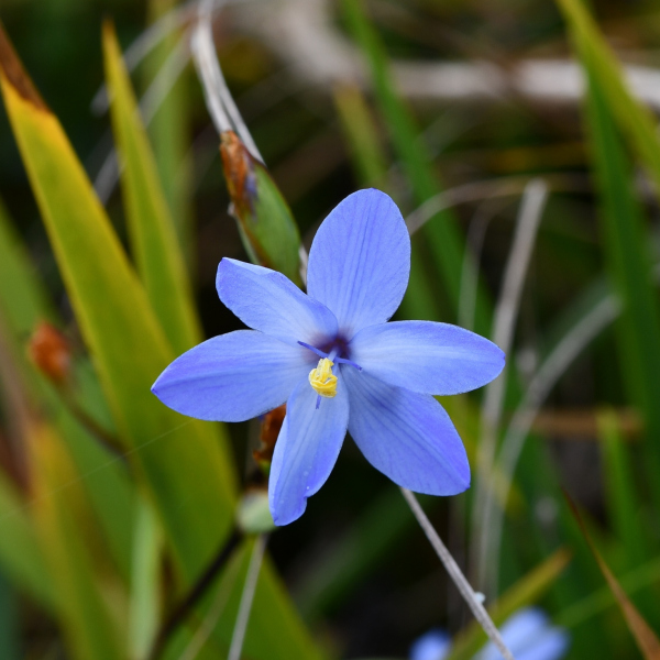 Orthrosanthus acorifolius