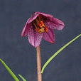 小百合(百合科百合屬植物)