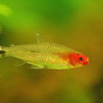 帶底燈魚 帶底燈魚