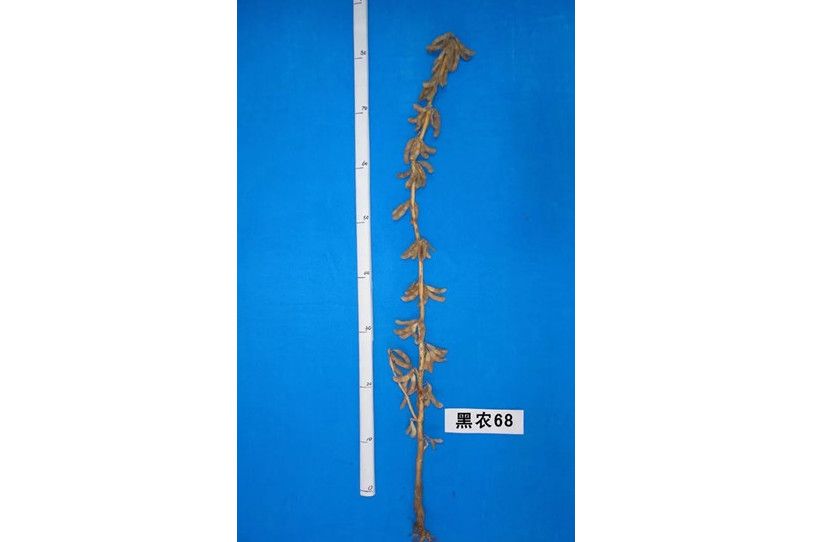 黑農68 黑農68