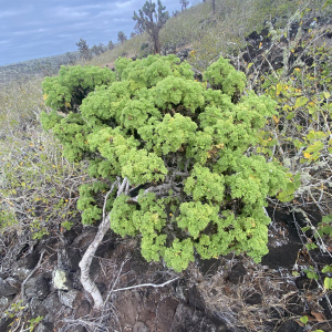 Scalesia helleri