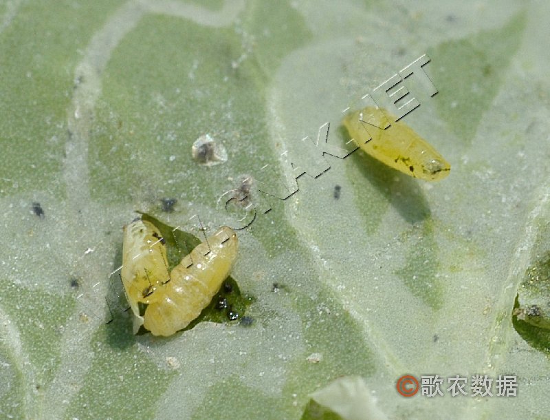 豌豆彩潛蠅幼蟲和蛹