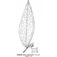 四翅菝葜 四翅菝葜
