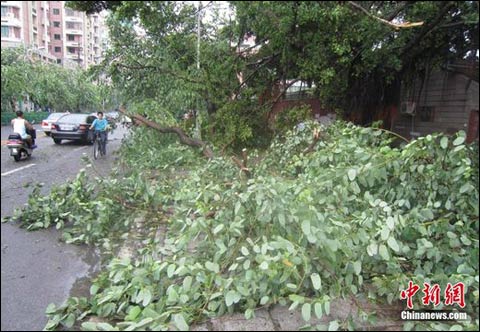 10日上午泉州市區樹木受損嚴重街道一片狼藉