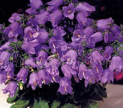 同鐘花(扭子菜) 同鐘花(扭子菜)