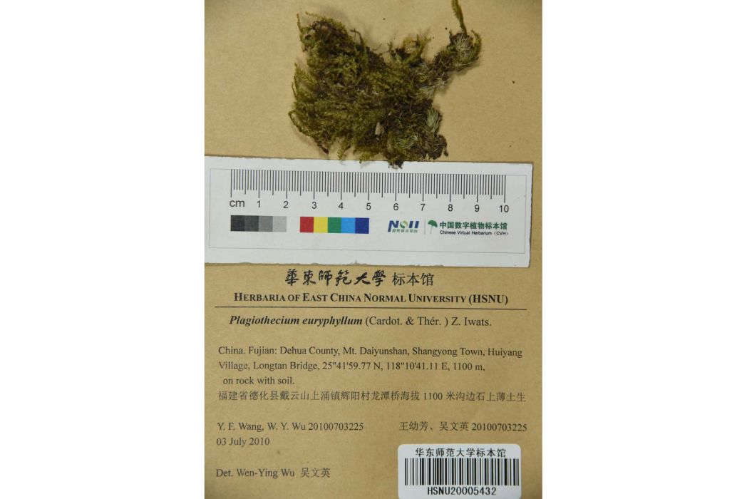 大偏蒴蘚 大偏蒴蘚