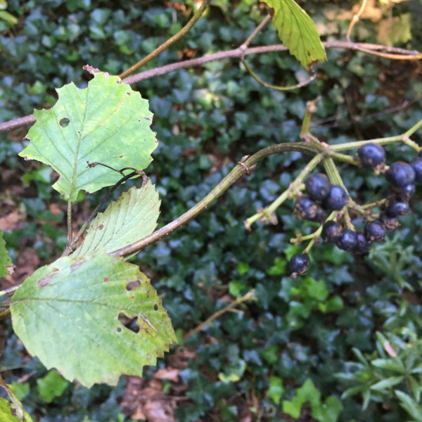 Viburnum dentatum