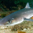 白斑角鯊