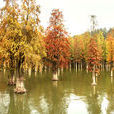 青山湖國家森林公園