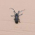 木棉天牛 木棉天牛