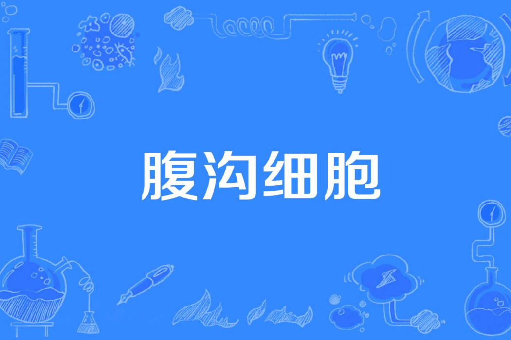 腹溝細胞