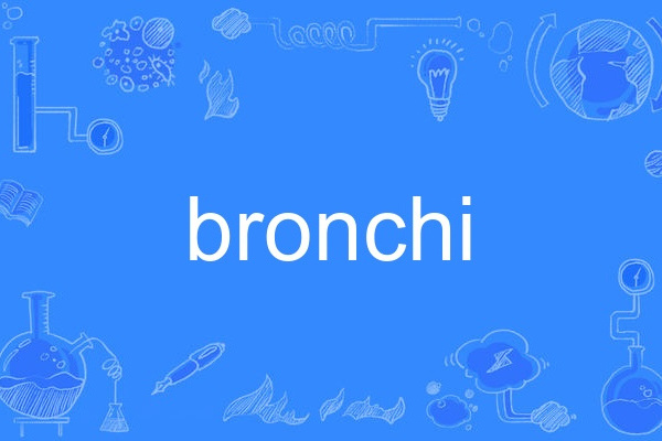 bronchi bronchi