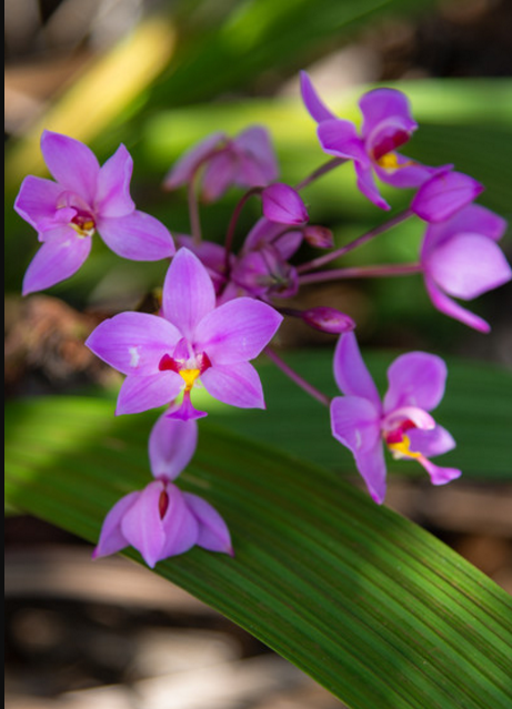 紫花苞舌蘭