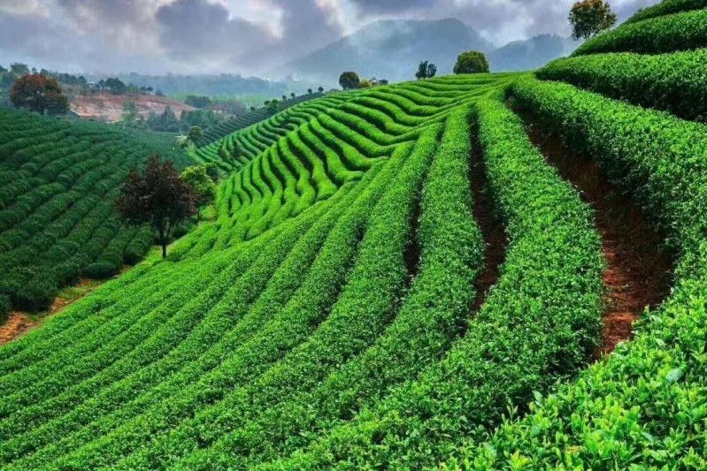 茶博園 茶博園