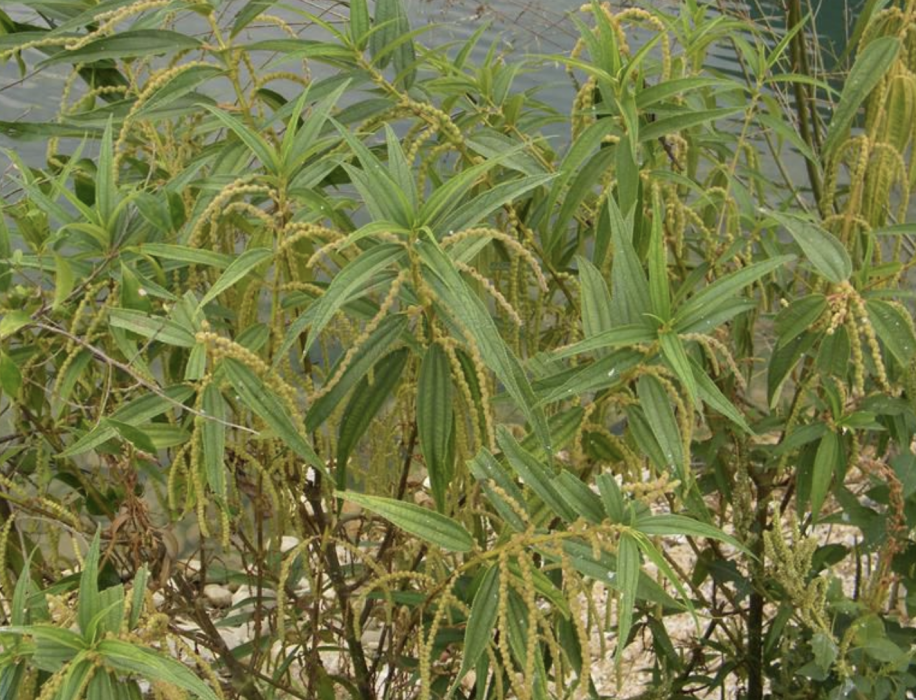 長葉苧麻 長葉苧麻