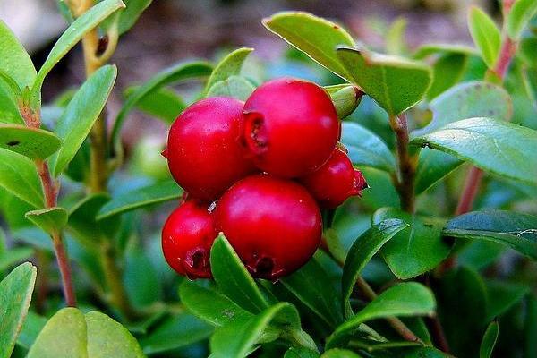 三花越橘(三花越桔) 三花越橘(三花越桔)