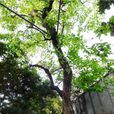 雲貴厚殼樹 雲貴厚殼樹