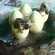 恐龍蛋(古代生物化石) 恐龍蛋(古代生物化石)