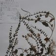 淡黃黃芩 淡黃黃芩