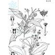 聚花桂 聚花桂
