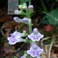 柔弱黃芩 柔弱黃芩
