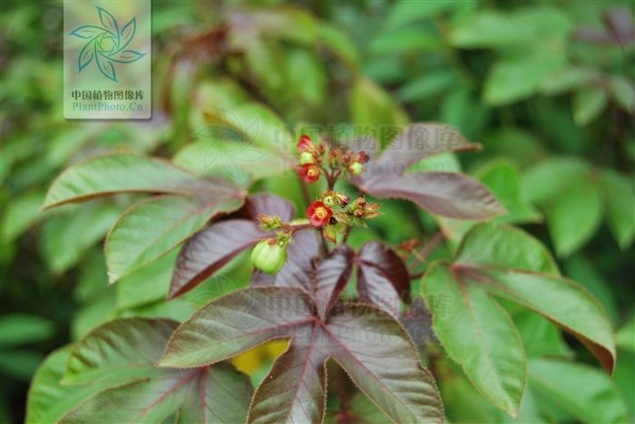 棉葉珊瑚花(棉葉膏桐) 棉葉珊瑚花(棉葉膏桐)