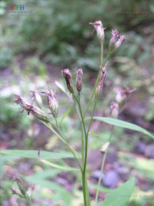 尾尖風毛菊 尾尖風毛菊