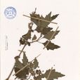 台灣刺蕊草 台灣刺蕊草