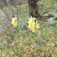 金雀花黃堇 金雀花黃堇