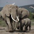 非洲象屬