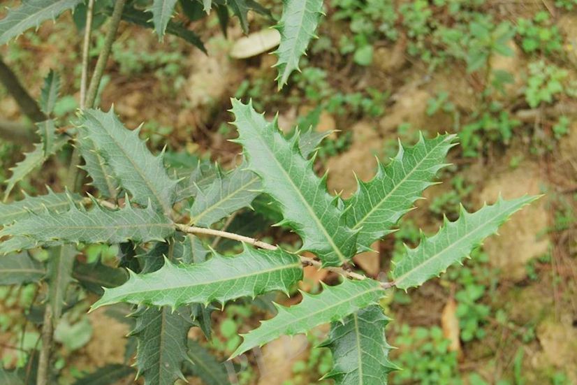 紅柄木樨 紅柄木樨