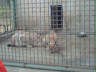 青島動物園小型動物籠舍