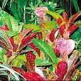 植物癌症 植物癌症